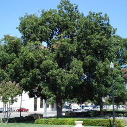 Pecan tree